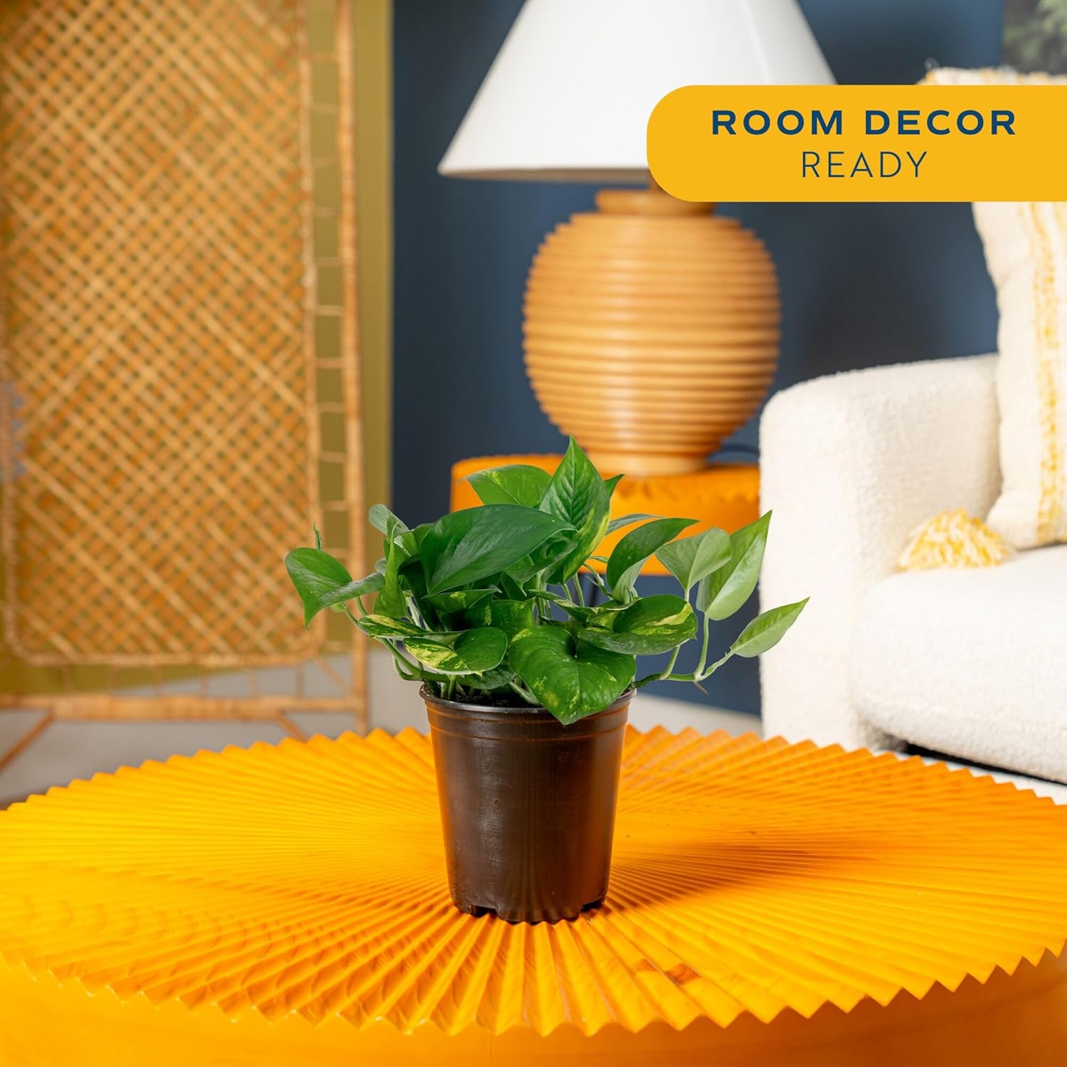 Golden Pothos Plant