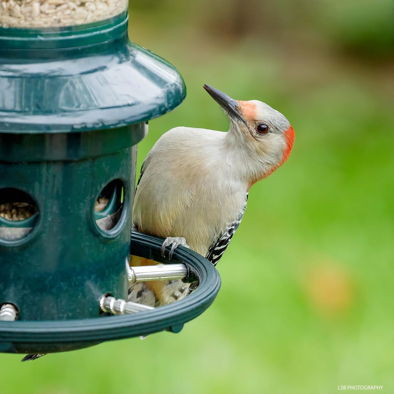 Squirrel Proof Feeder