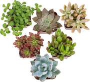 Specialty Succulent Plants