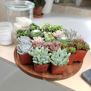 Live Succulent Collection