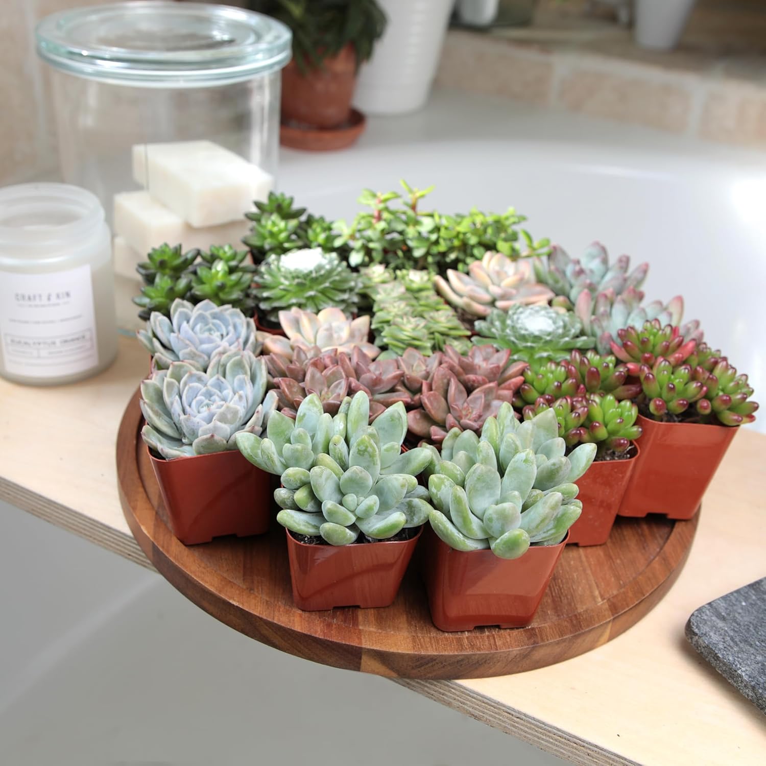 Live Succulent Collection