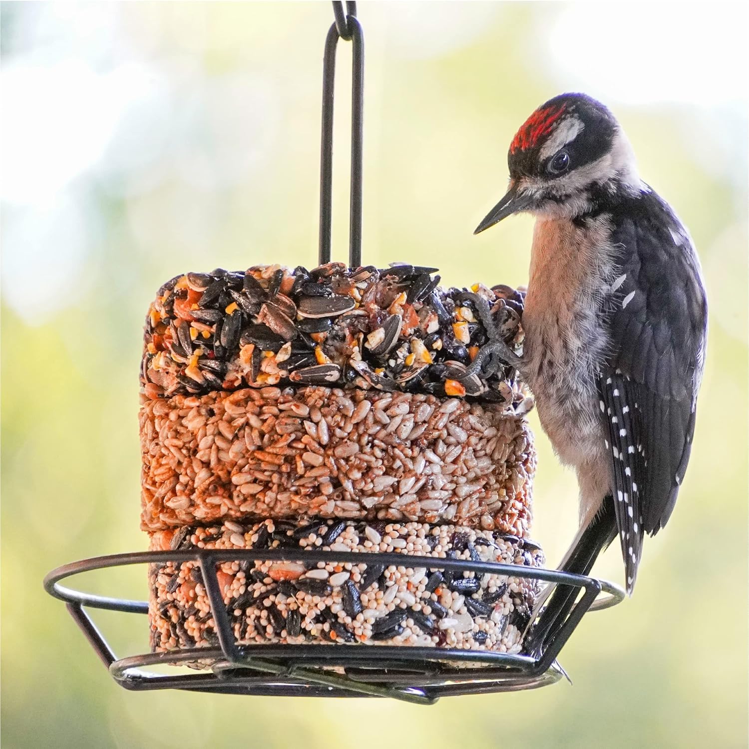 Nut & Fruit Seed Cakes