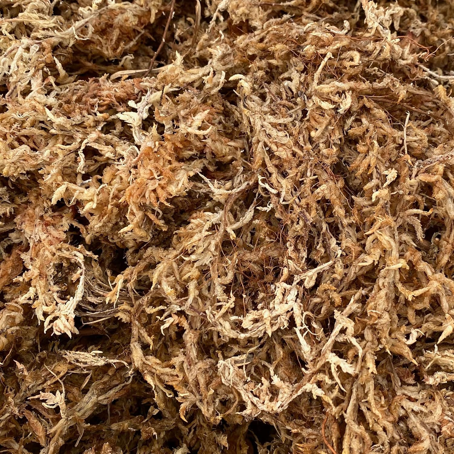 Natural Sphagnum Moss