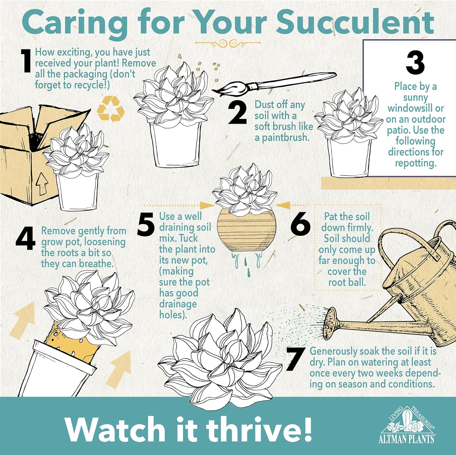 Live Succulent Collection