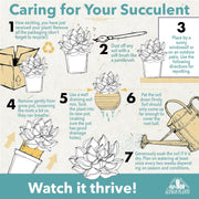 Specialty Succulent Plants