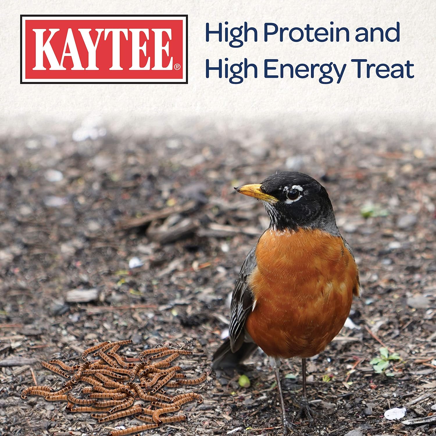Premium Dried Mealworms