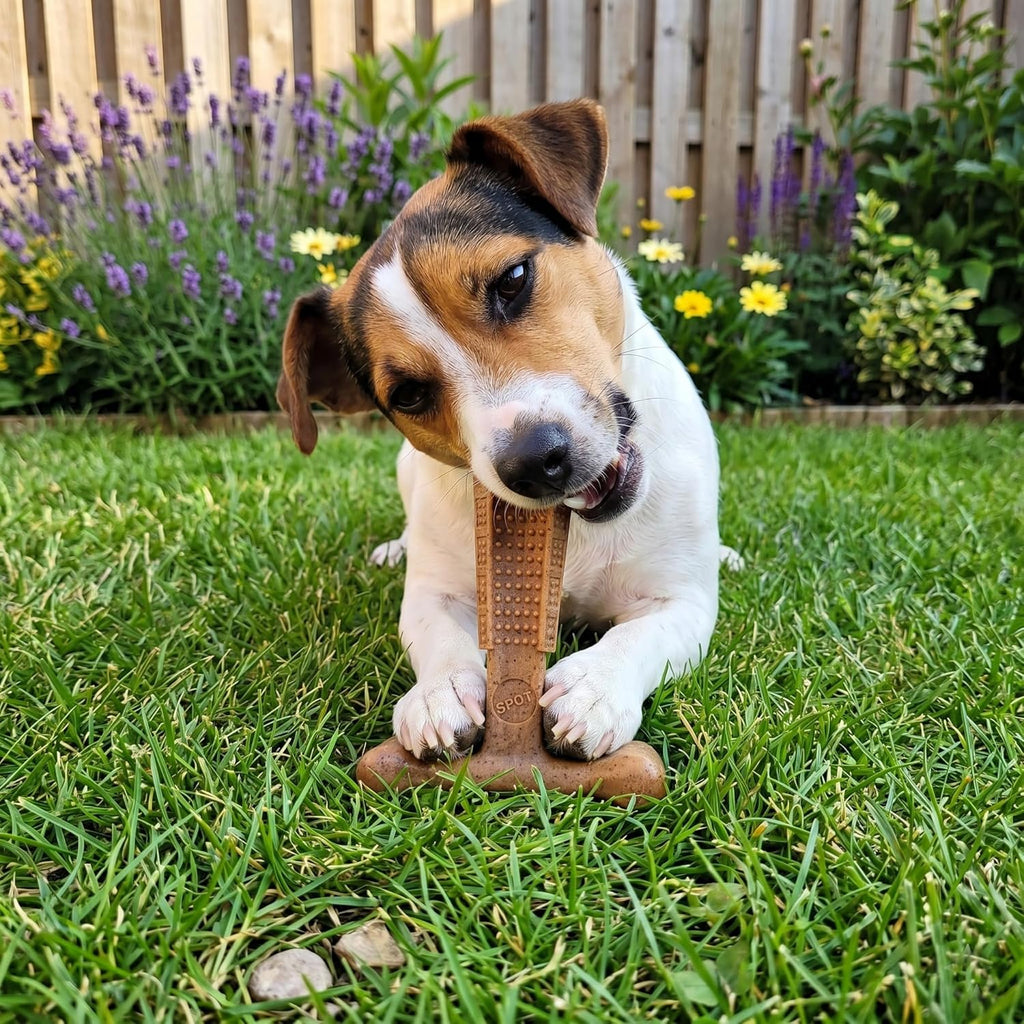 Beef Flavor T-Bone Dog Chew Toy – Small