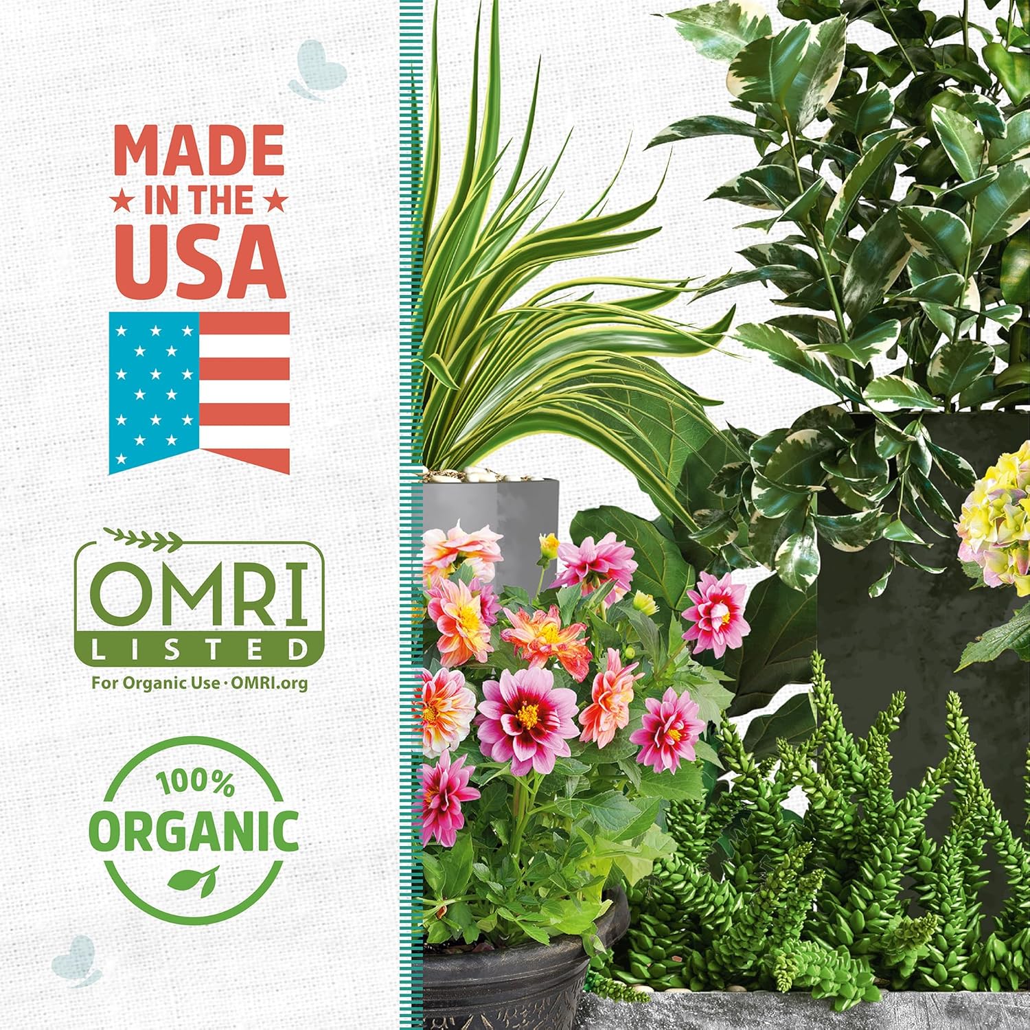 Orchid Plant Food