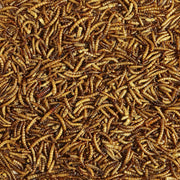 Premium Dried Mealworms