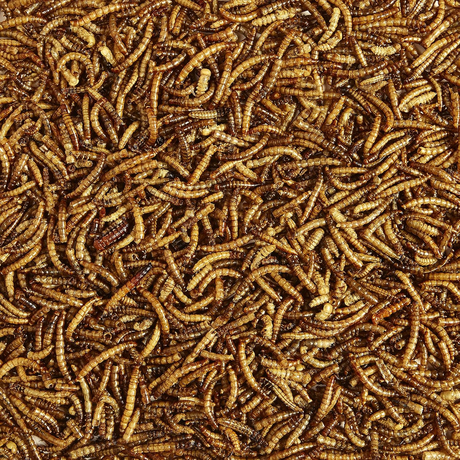 Premium Dried Mealworms