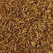 Dried Mealworms