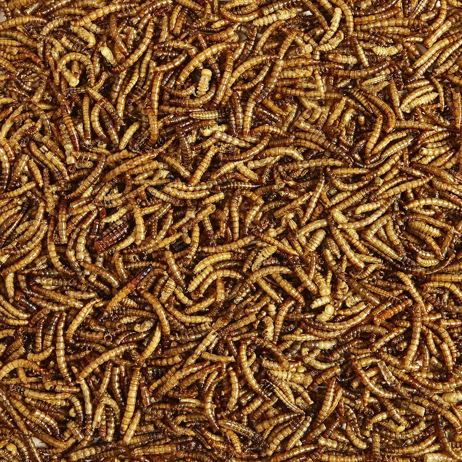 Dried Mealworms