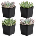 Snake Plant Live