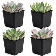Snake Plant Live