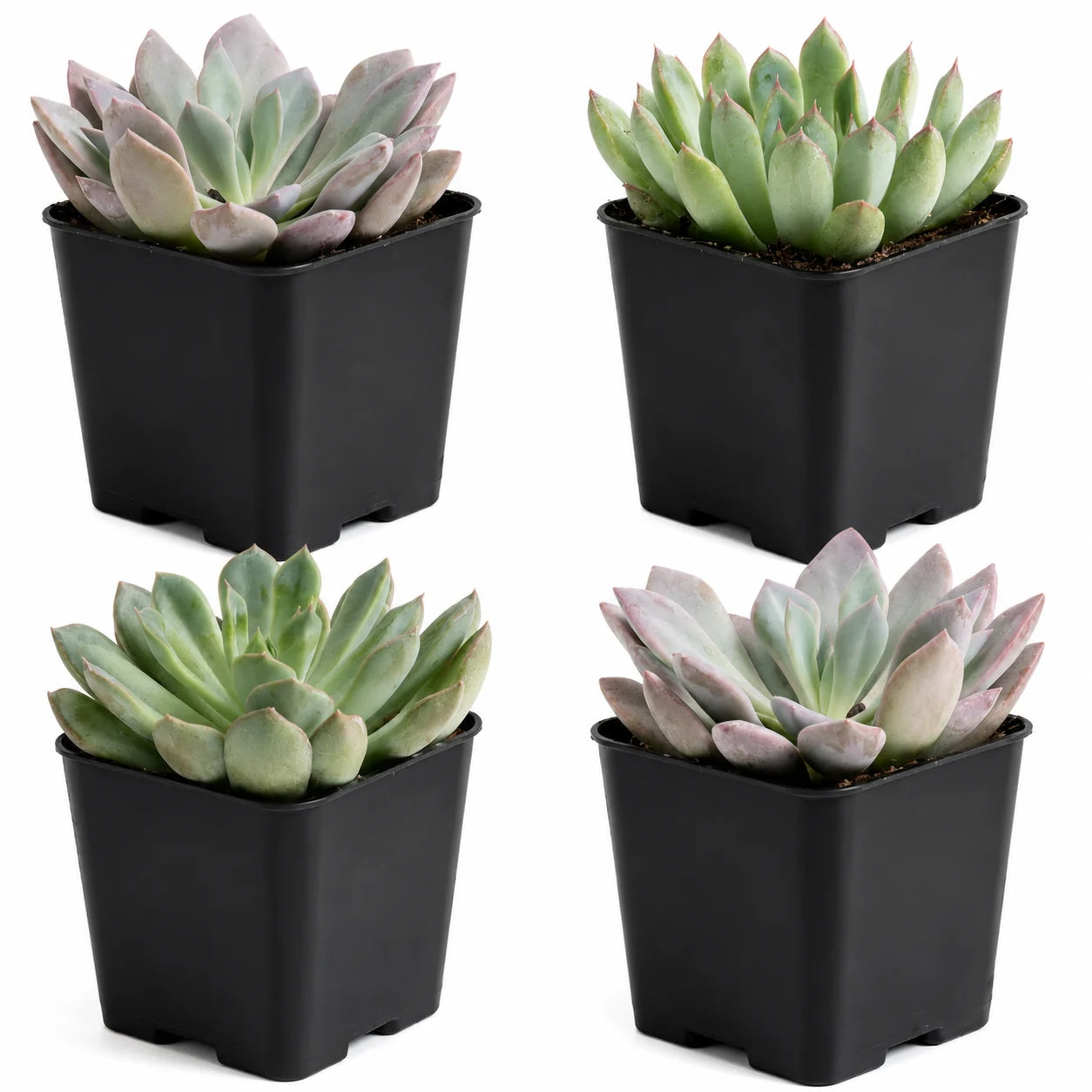 Snake Plant Live