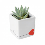 Aloe Vera Plant