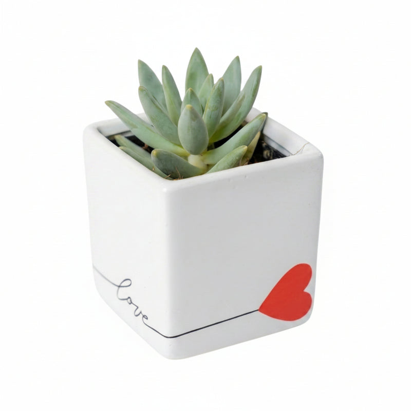 Aloe Vera Plant