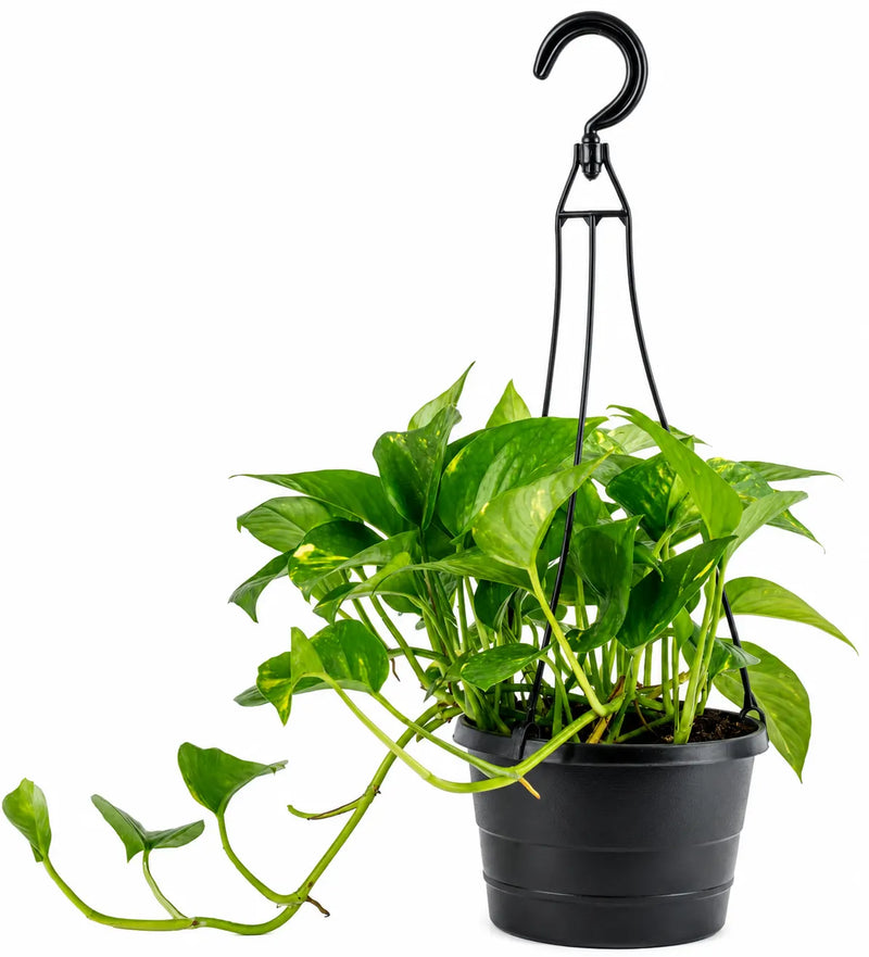 Silver Satin Pothos
