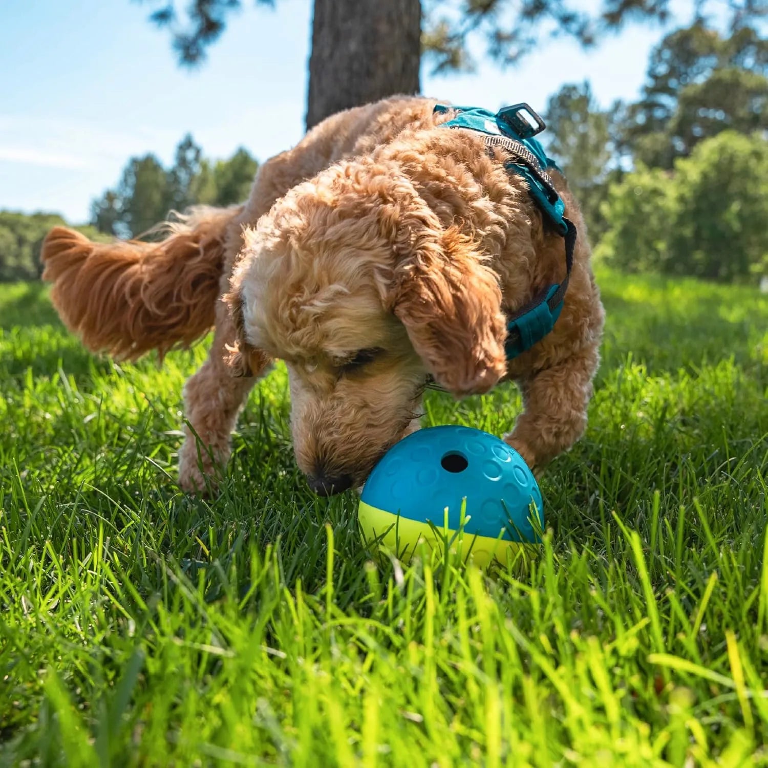 Dog Enrichment Puzzle Ball