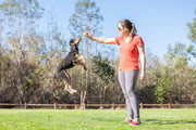 Birthday Fetch Ball Dog Toy