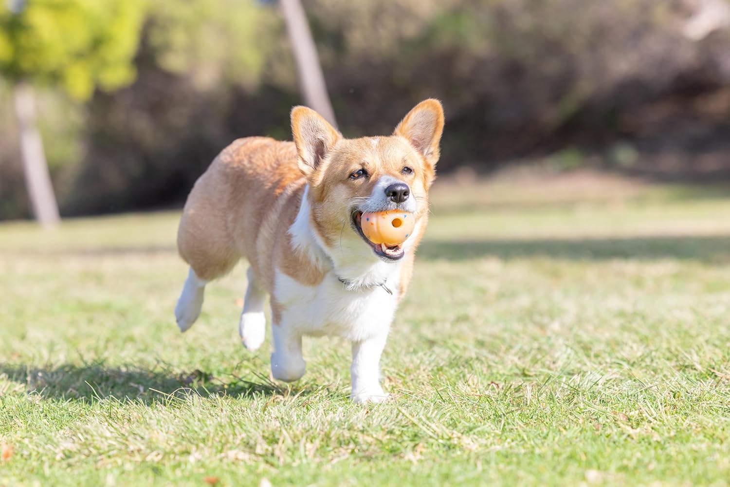 Birthday Fetch Ball Dog Toy