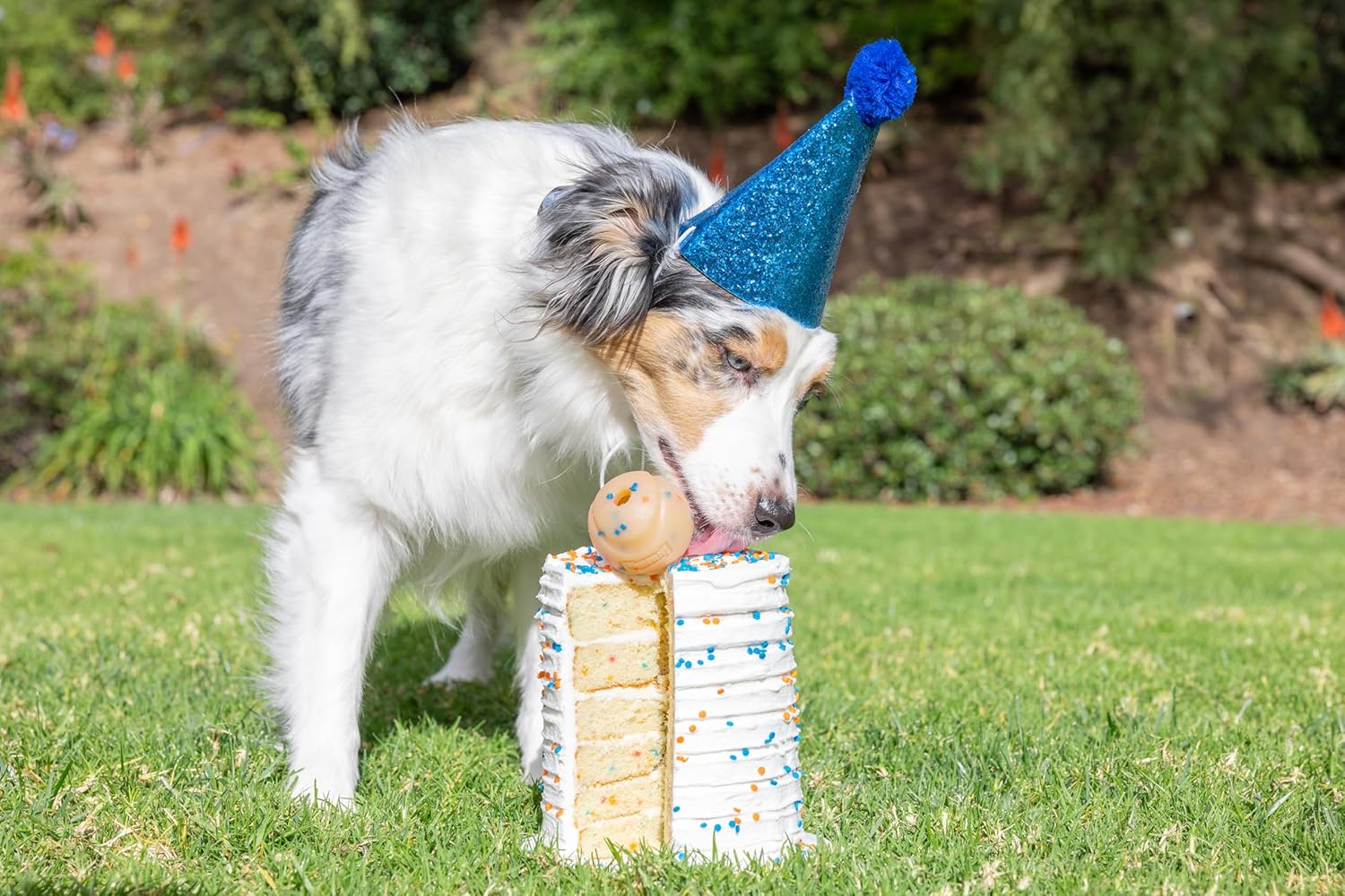Birthday Fetch Ball Dog Toy