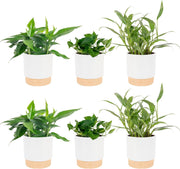 Cebu Blue Pothos