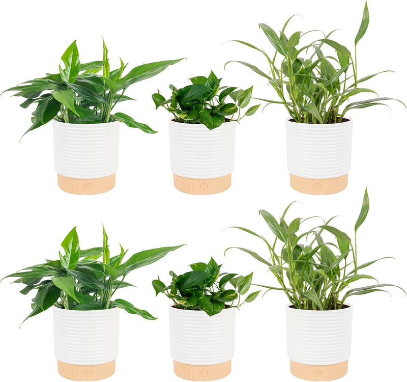 Cebu Blue Pothos