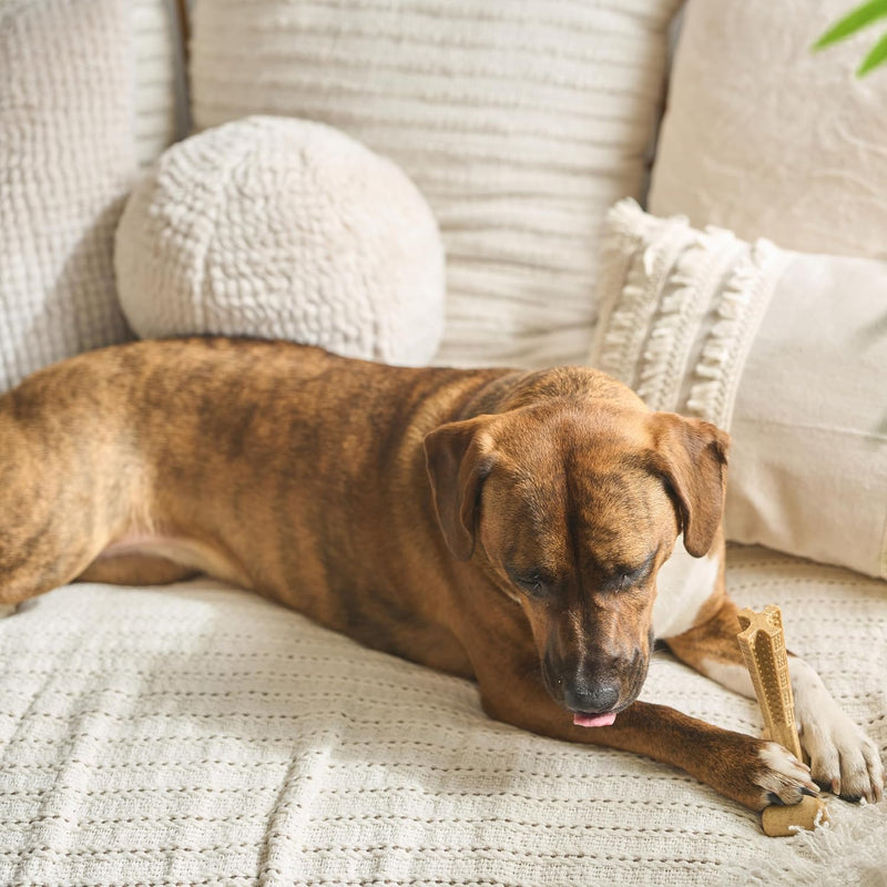 Chicken Flavor T-Bone Dog Chew Toy – Medium