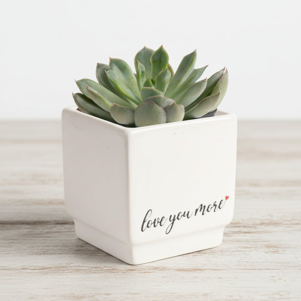 Chinese Money Plant