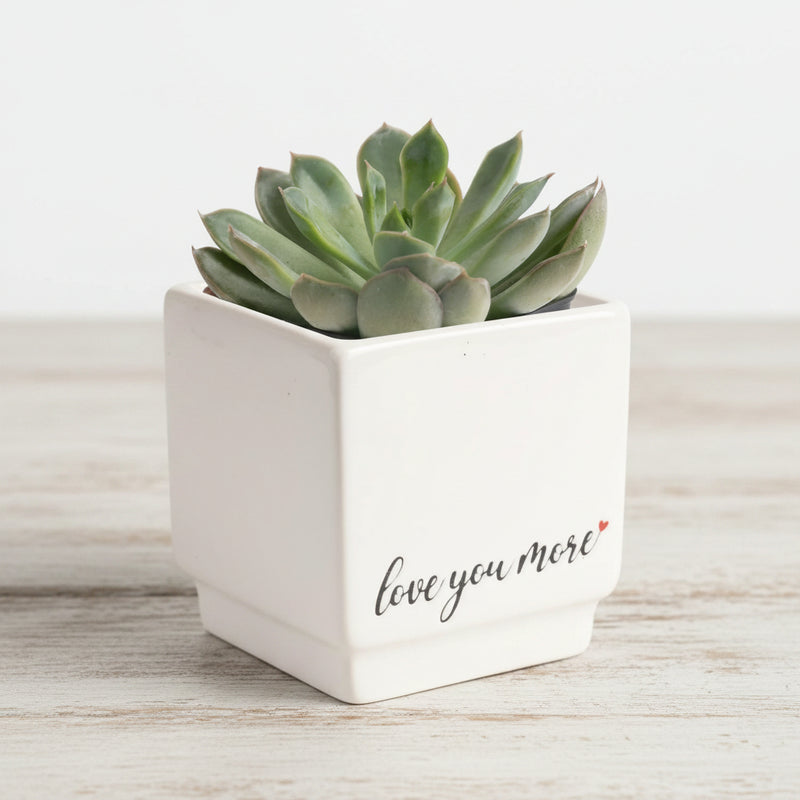 Chinese Money Plant