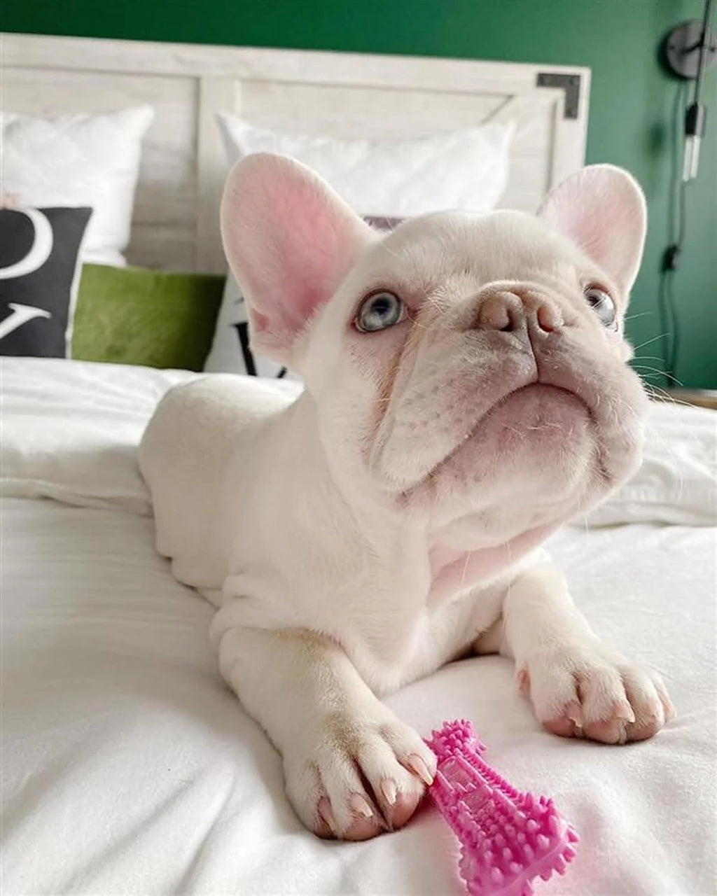 Puppy Textured Teething Chew Bone
