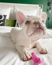 Puppy Textured Teething Chew Bone