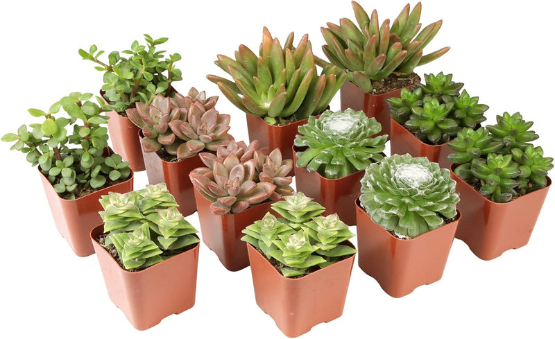 Deluxe Succulent Plants