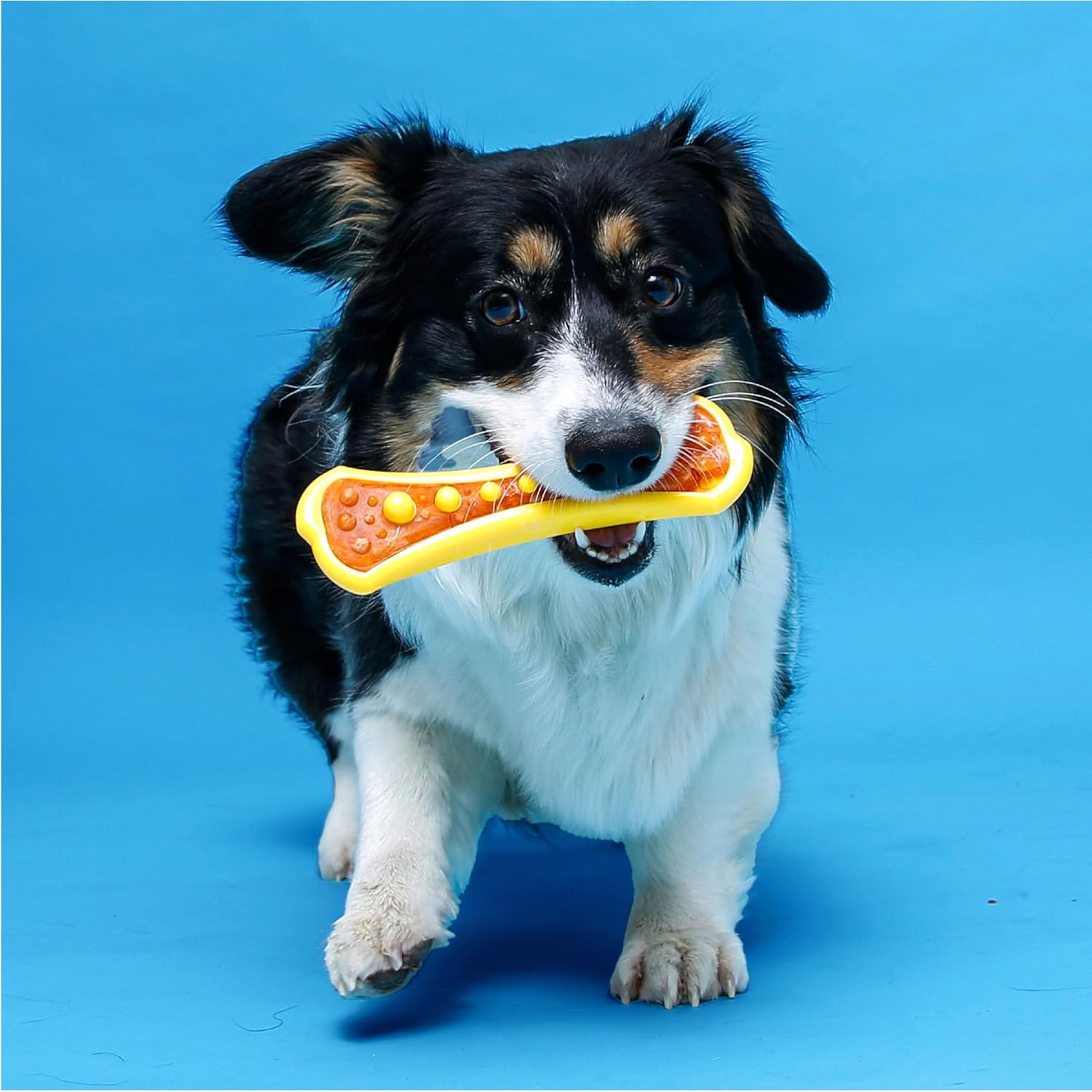 Dental Chew Toy & Treat Pack – Medium (3 Pack)