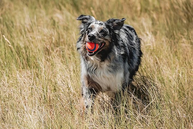Durable Bouncy Fetch Dog Balls