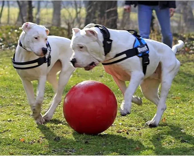 Push Play Dog Ball Toy