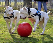Push Play Dog Ball Toy