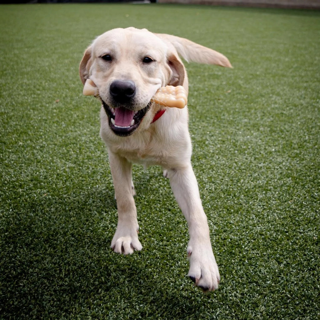 Textured Knuckle Dog Chew Bone
