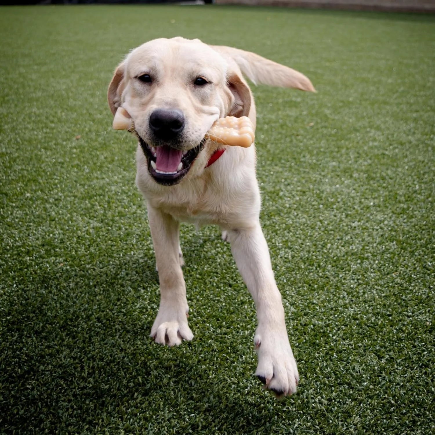Textured Knuckle Dog Chew Bone