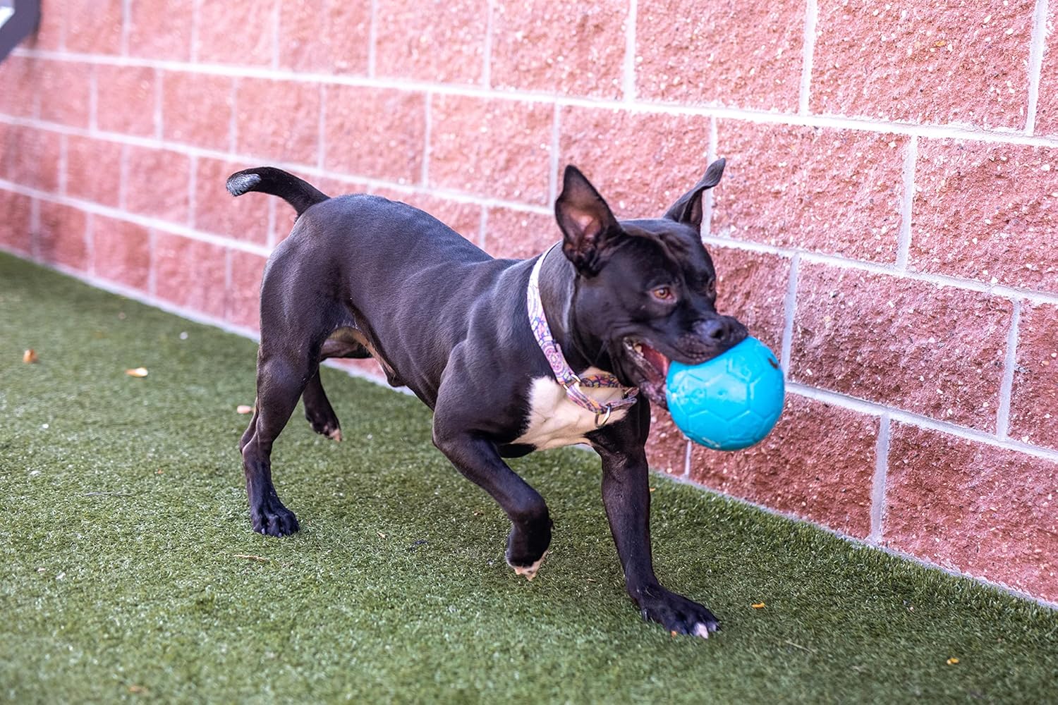 Floating Bouncing Soccer Ball Dog Toy