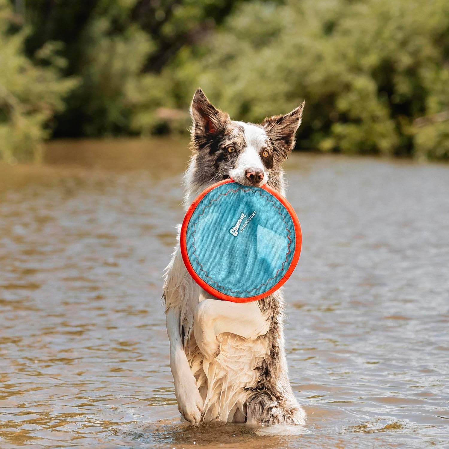 Floating Flying Disc Dog Toy