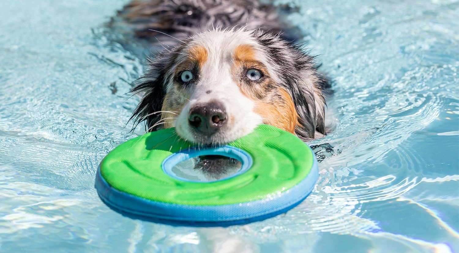 Floating Flying Disc Dog Toy