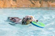 Floating Flying Disc Dog Toy