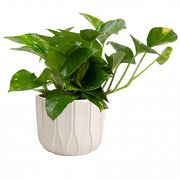 Golden Pothos Plant