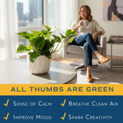 Golden Pothos Plant