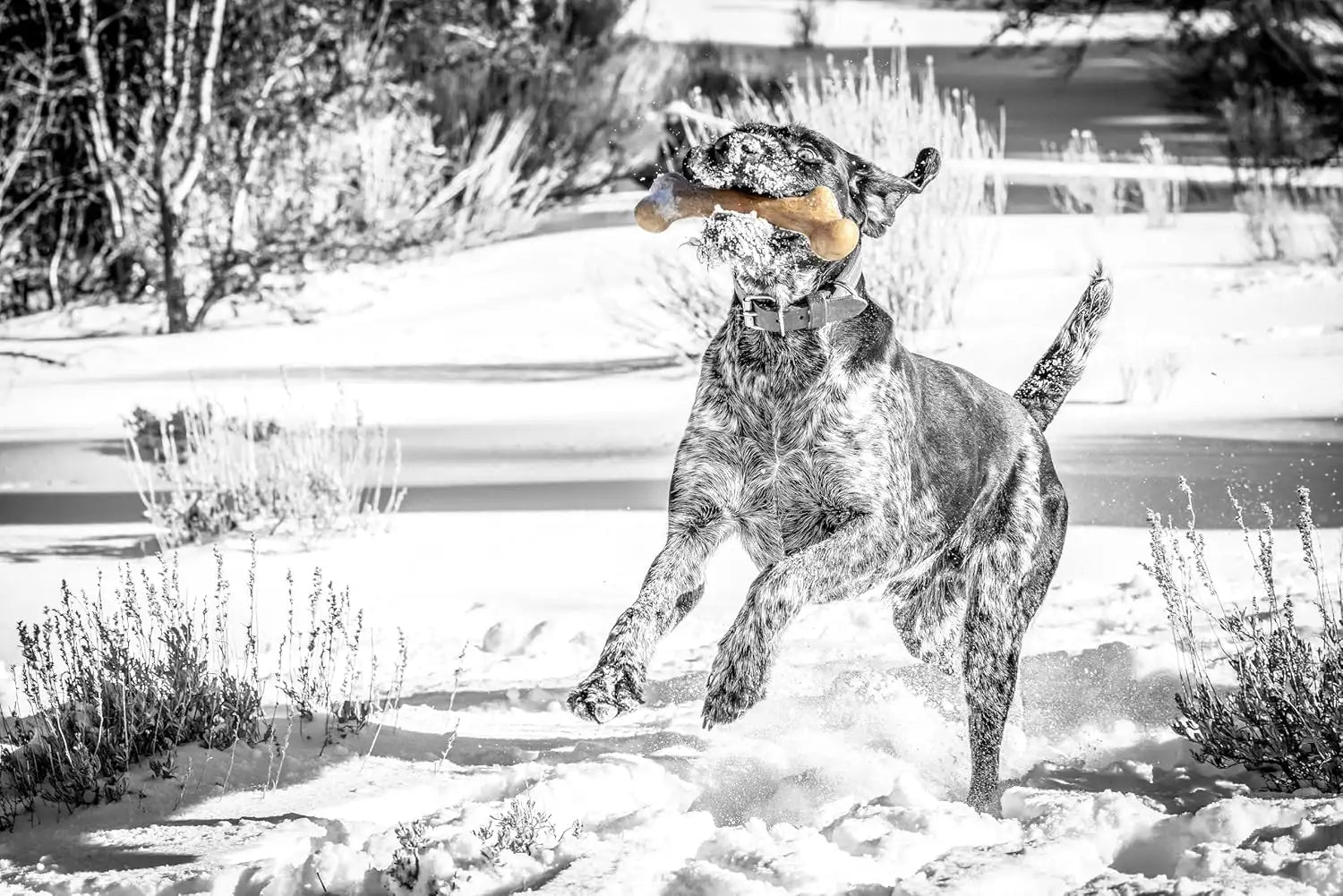Dinosaur Nylon Chew Bone for Dogs