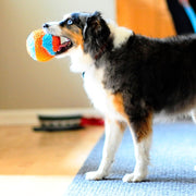 Indoor Fetch Ball Dog Toy