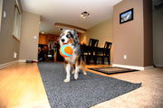 Indoor Fetch Ball Dog Toy