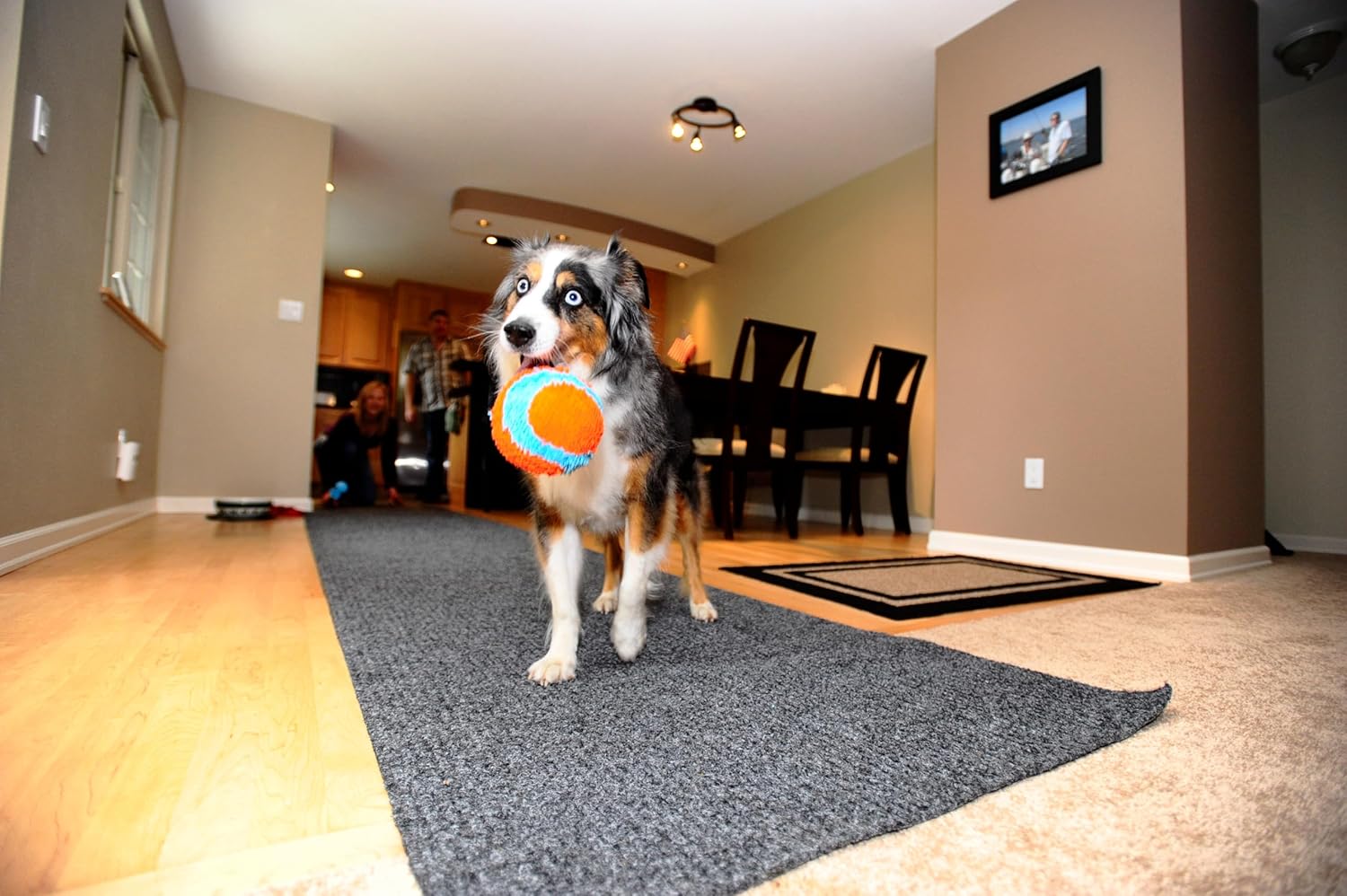 Indoor Fetch Ball Dog Toy